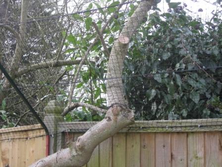 Tree through the netting