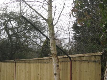 Another tree through the netting